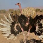 Animales del desierto | Avestruz de cuello rojo