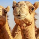 Animales del desierto | Camello