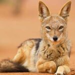 Animales del desierto | Chacal
