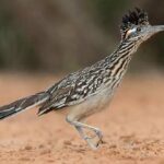 Animales del desierto | Correcaminos