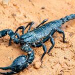 Animales del desierto | Escorpión