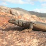 Animales del desierto | Iguana del desierto