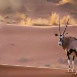 Animales del desierto | Oryx
