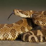 Animales del desierto | Serpiente de Cascabel