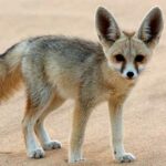 Animales del desierto | Zorro del desierto