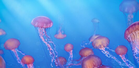 Animales que no duermen | 6 especies que casi no necesitan dormir