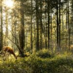 Animales que no duermen, Los ciervos