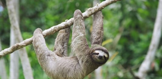 10 Curiosidades del Perezoso | Datos que te sorprenderán Curiosidades del perezoso, Datos que te sorprenderán