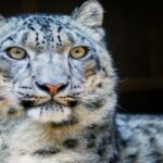 El Leopardo de las Nieves una especie bajo amenaza