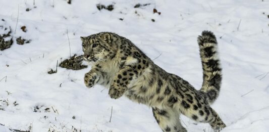 El Leopardo de las Nieves una especie bajo amenaza