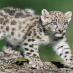 Leopardo de las nieves