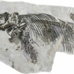 Mary Anning. La primera paleontóloga reconocida