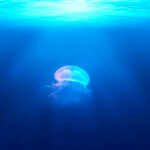 Animales que no Duermen