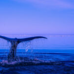 Animales que no Duermen Ballena