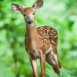 Animales que no Duermen Ciervo