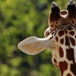 Animales que no Duermen Jirafa