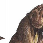 Perezoso | 10 Curiosidades del Perezoso que te asombrarán