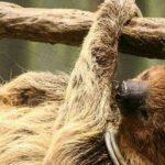 Perezoso | 10 Curiosidades del Perezoso que te asombrarán