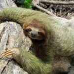 Perezoso | 10 Curiosidades del Perezoso que te asombrarán