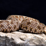 Animales de Japón | Serpiente de la isla de Tsushima