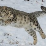 El Leopardo de las Nieves_ una especie bajo amenaza