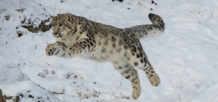 El Leopardo de las Nieves_ una especie bajo amenaza