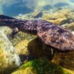 La sorprendente salamandra gigante japonesa Conócela