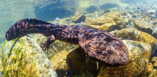 La salamandra gigante japonesa | Conoce a esta sorprendete criatura La sorprendente salamandra gigante japonesa Conócela