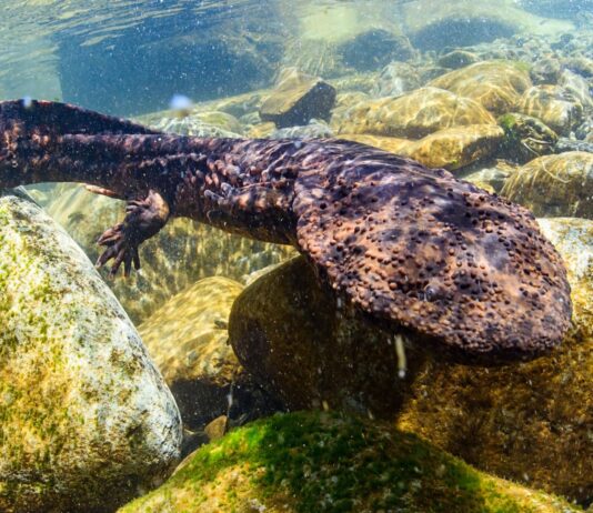 La salamandra gigante japonesa | Conoce a esta sorprendete criatura La sorprendente salamandra gigante japonesa Conócela
