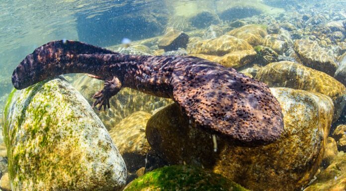 La sorprendente salamandra gigante japonesa Conócela