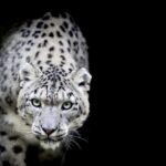 Leopardo de las nieves, cuán grave es la amenaza