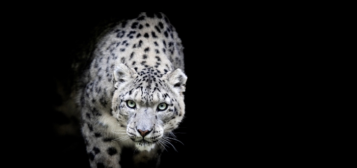 Leopardo de las nieves, cuán grave es la amenaza