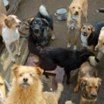 Síndrome de Noé. El trastorno por acumulación de animales