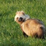 Tanuki japonés, el perro mapache de la fortuna