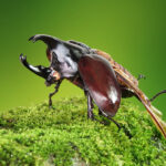 escarabajo rinoceronte japonés el rey de los insectos