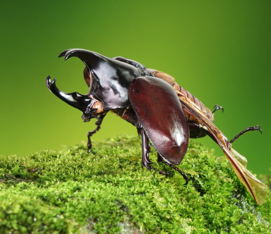 escarabajo rinoceronte japonés el rey de los insectos