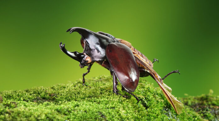 escarabajo rinoceronte japonés el rey de los insectos