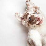 Descubre en qué piensan los perros