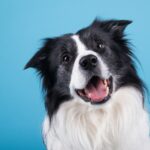 En qué piensan los perros, Su capacidad de razonar y sentir