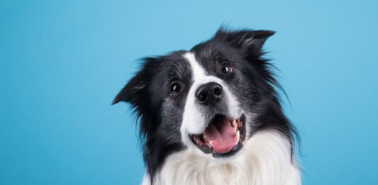 En qué piensan los perros, Su capacidad de razonar y sentir