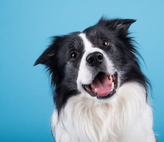 En qué piensan los perros, Su capacidad de razonar y sentir