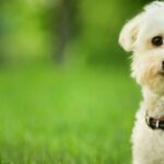 En qué piensan los perros cuando se quedan solos