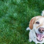 como piensa un perro