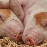 Dormir de lado, ¿frena las enfermedades neurológicas? ¡Descúbrelo!