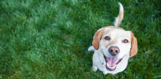 ¿Por qué los perros mueven la cola? | ¡Te sorprenderá! Por qué los perros mueven la cola, Te sorprenderá