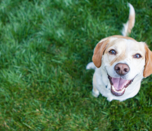 ¿Por qué los perros mueven la cola? | ¡Te sorprenderá! Por qué los perros mueven la cola, Te sorprenderá