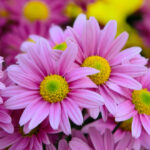 La leyenda de las margaritas