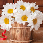 Que significan las margaritas