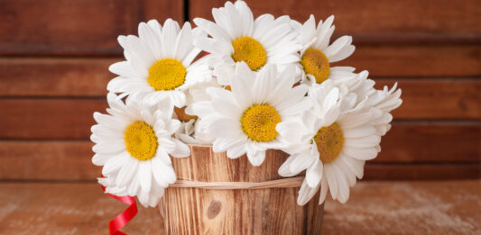 Que significan las margaritas