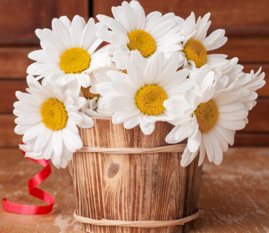 Que significan las margaritas